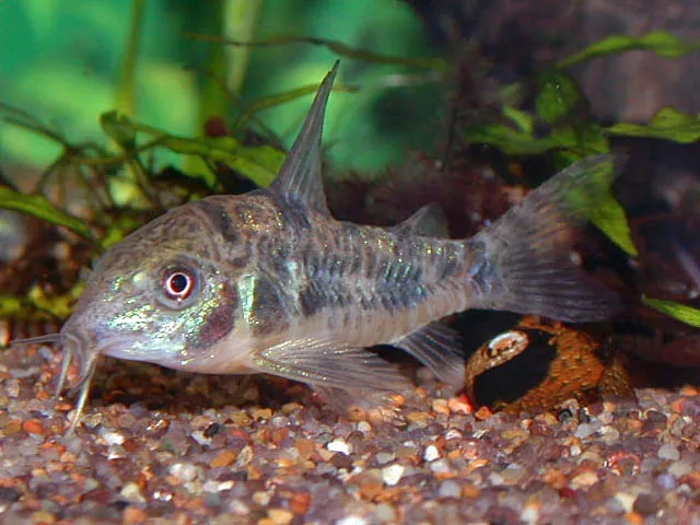 Pepper Cory